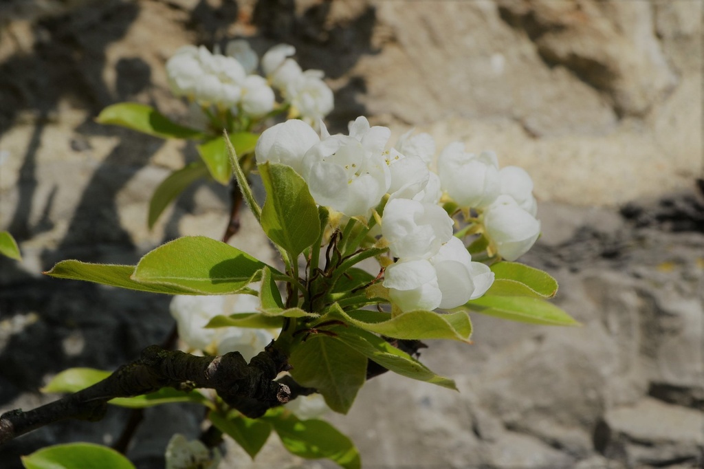Arbre fruitier Basse-tige - 1an