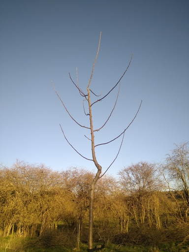 Arbre fruitier Haute tige