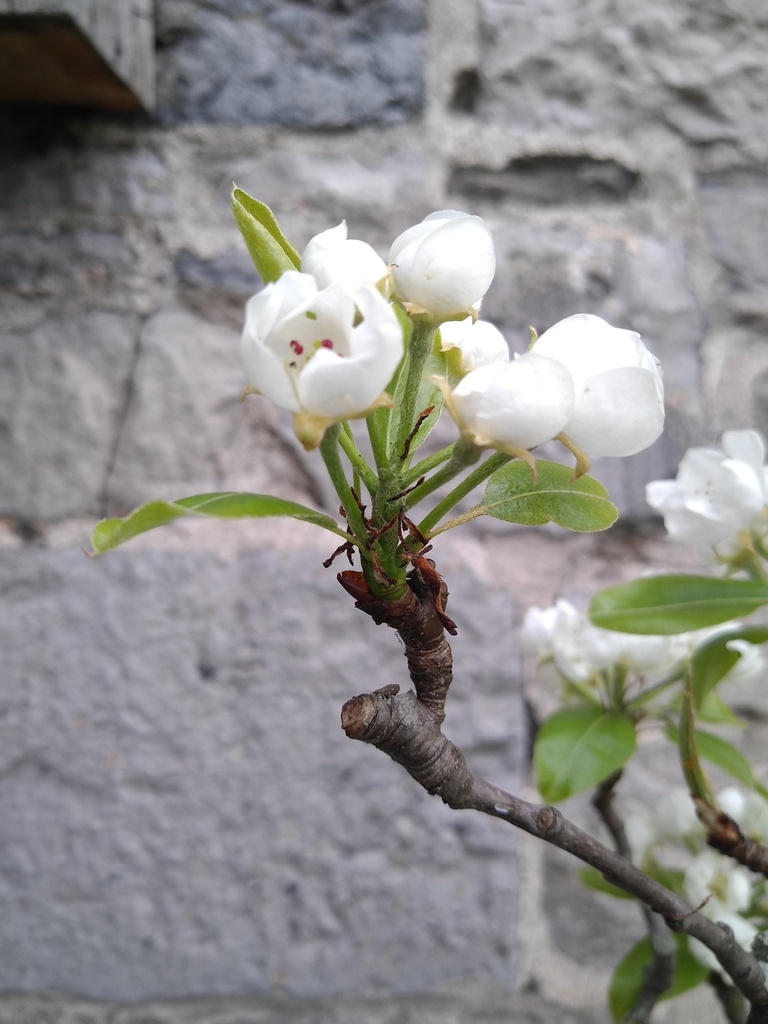 Arbre fruitier Basse-tige