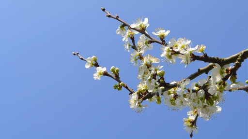 Arbre fruitier Demi-tige