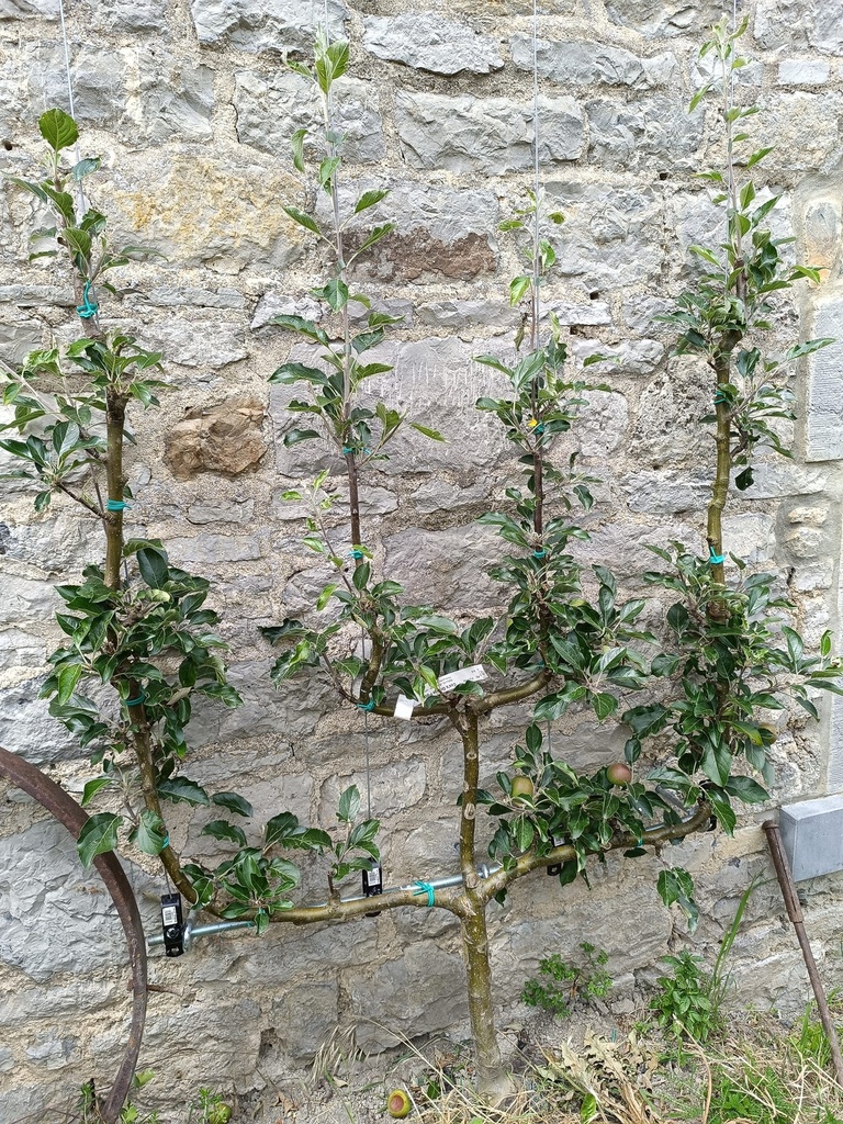 Arbre fruitier palissé