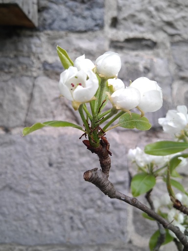 Arbre fruitier Basse-tige